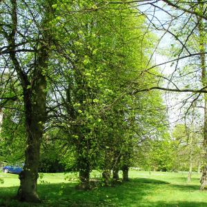 AvenueofLimesonPalgraveGreen1