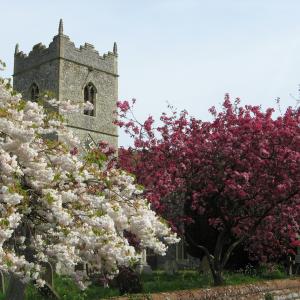 ChurchBlossomApril0700111