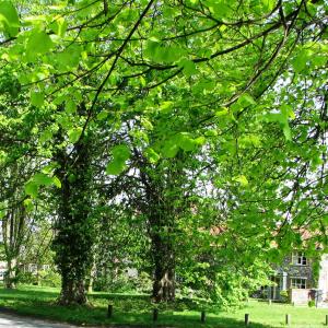 PalgraveVillageGreen11