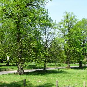 PalgraveVillageGreen21