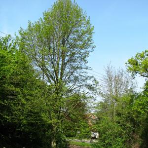 PondonVillageGreen1