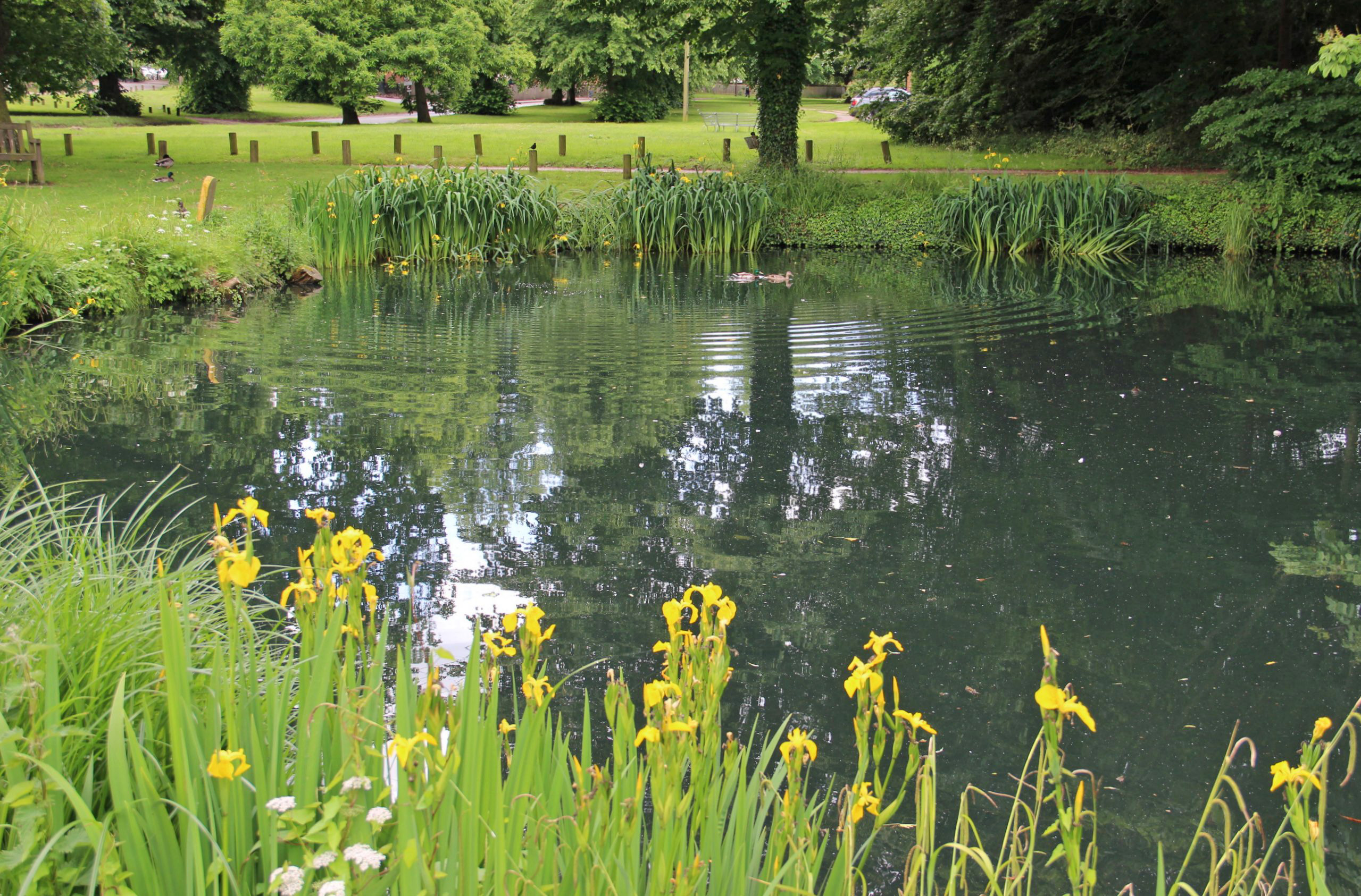 The Restored Pond on Palgrave Village Green.