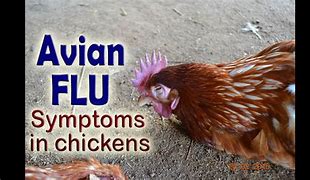 National Avian Flu Alert